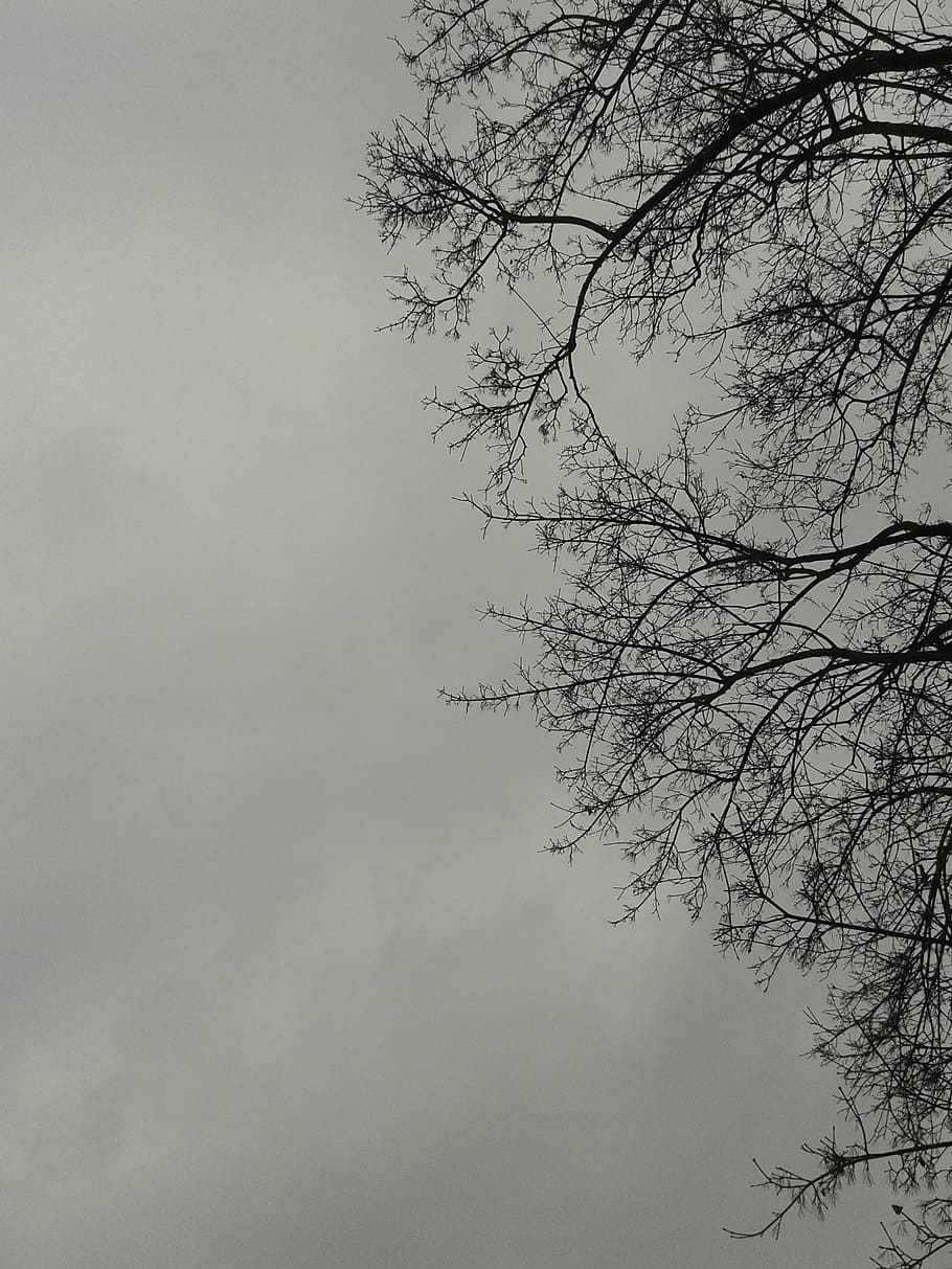 tree, storm, the sky, clear, nature, branch, outdoors, weather HD wallpaper