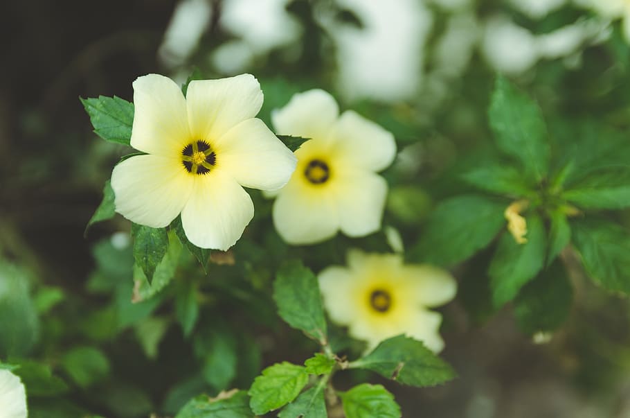 flower, nature, white, flowering plant, vulnerability, fragility HD wallpaper