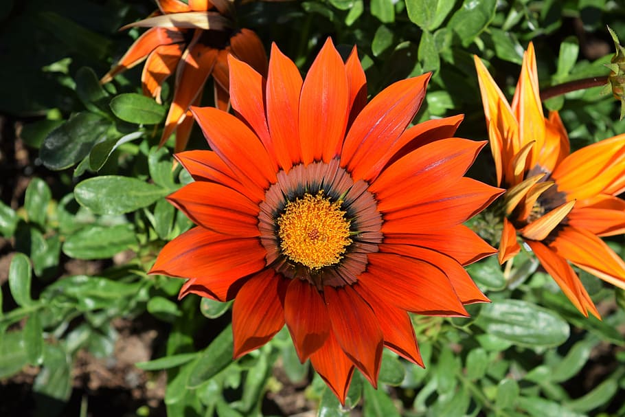 HD wallpaper: orange, flower, green, macro, petal, blooming, blossom ...