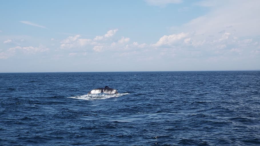 whale, humpback, tail, ocean, atlantic, sea, aquatic, water HD wallpaper