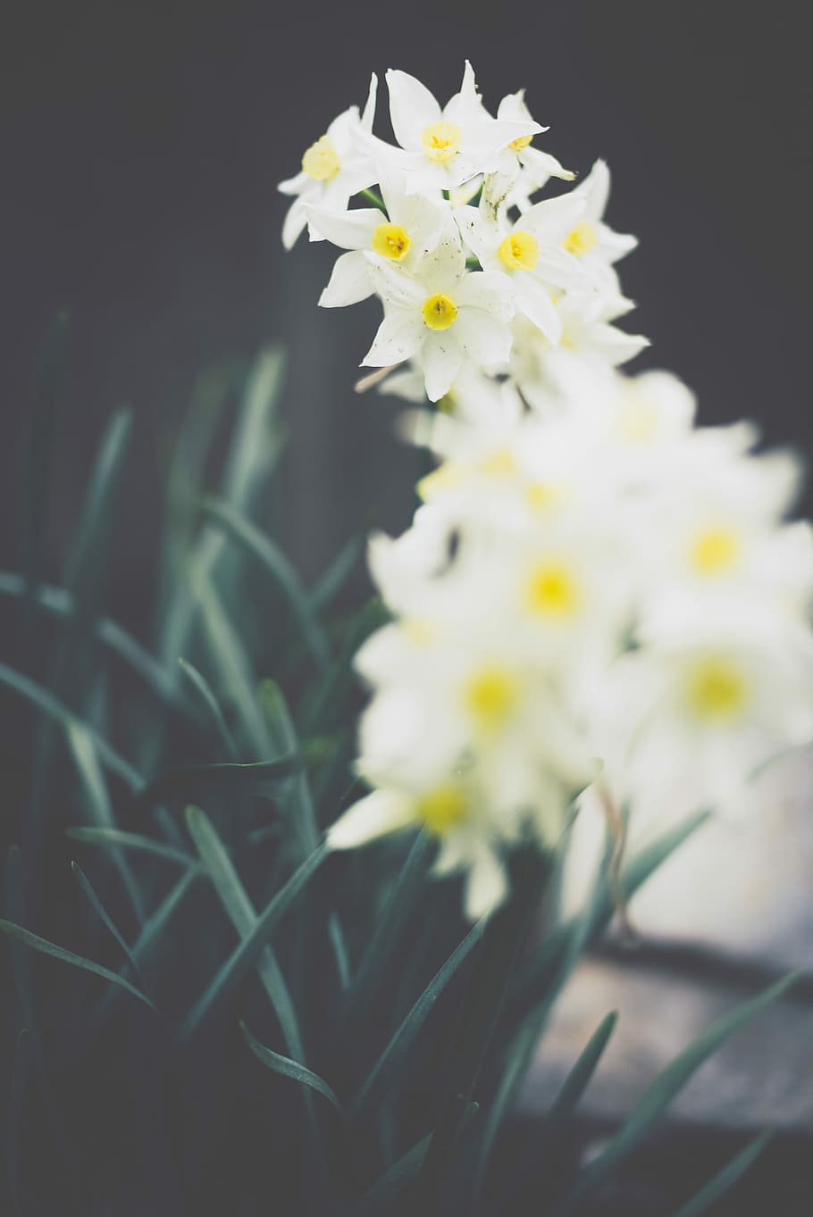 selective focus photography of white petaled flowers, closeup photography of white paperwhite flowers