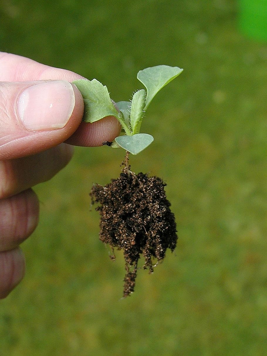 person holding plant bud, seedling, seeds, plants, growing, gardening