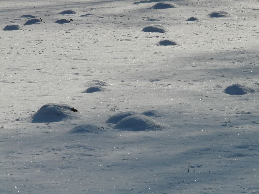Molehill, Wintry, Cold, Winter, Snow, nature, day, no people HD wallpaper