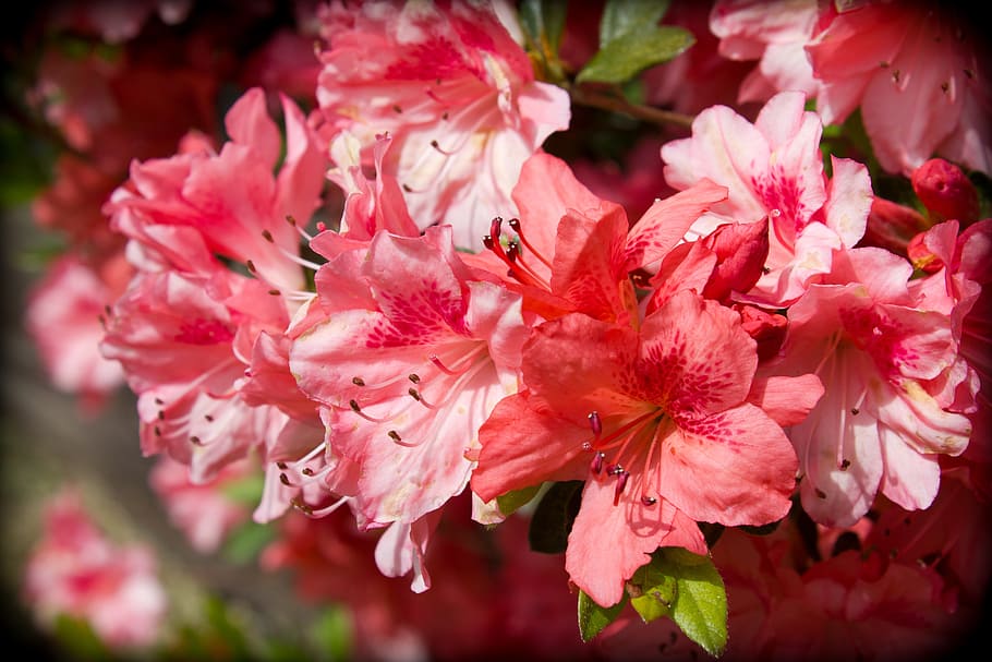 Azalea, Flower, spring, flowers, pink azaleas, shrub, blossoms HD wallpaper
