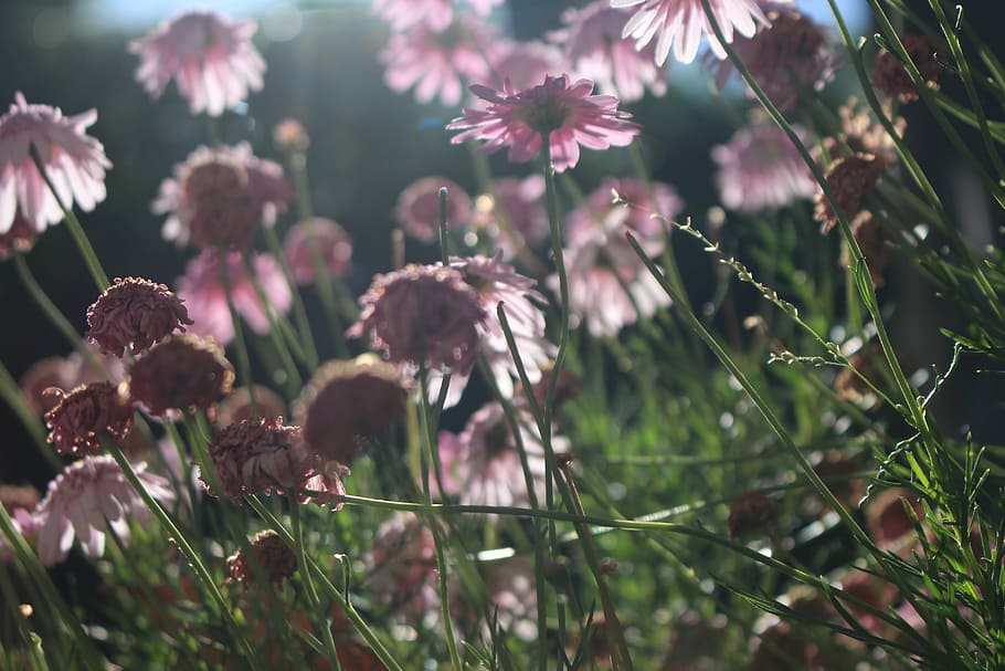 flower, nature, summer, spring, floral, garden, blossom, pink HD wallpaper