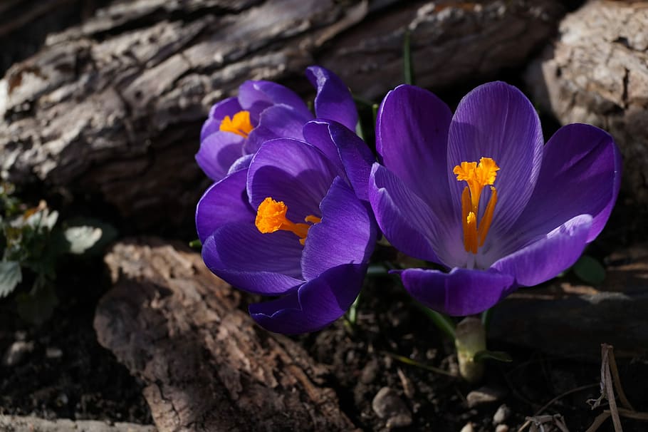 crocus, purple, toxic, spring, blossom, bloom, schwertliliengewaechs HD wallpaper