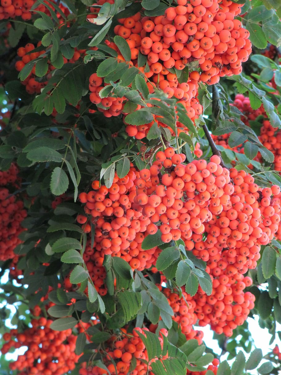 rowan, orange, autumn, september, berry, orange berries, clusters of rowan HD wallpaper