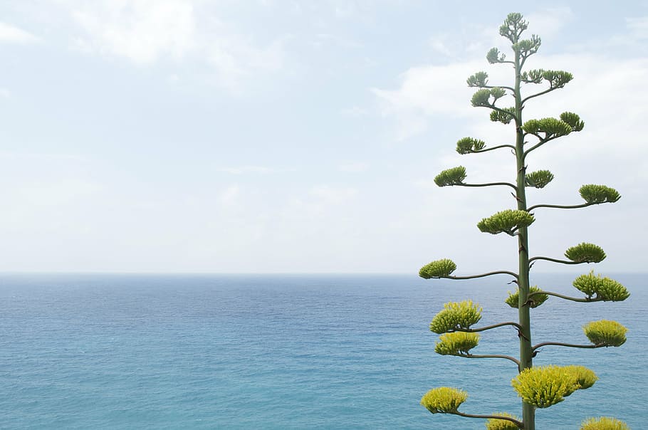 green tree near ocean during daytime, nature, plant, environment HD wallpaper