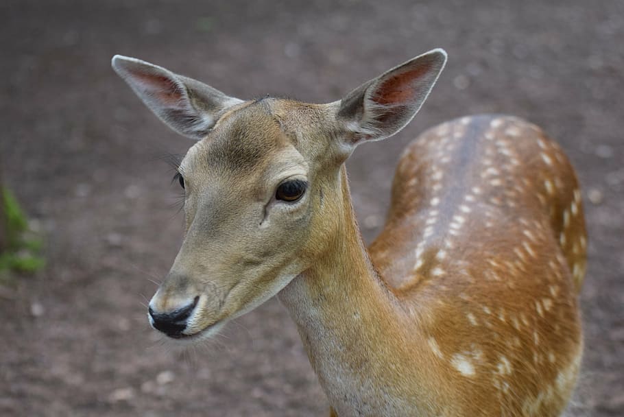 roe deer, animals, forest, wild, foraging, bambi, nature, mammal HD wallpaper