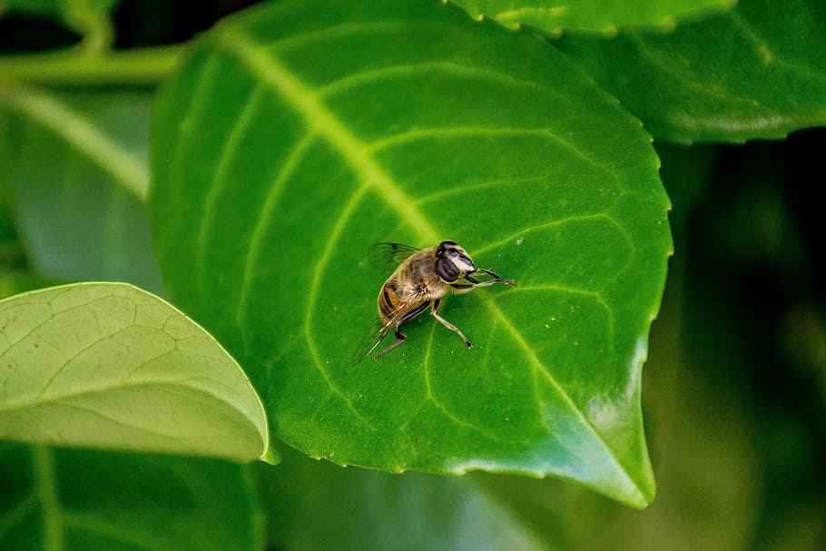 plans, incomplete, bee, wasp, mood, summer, nature, blossom HD wallpaper