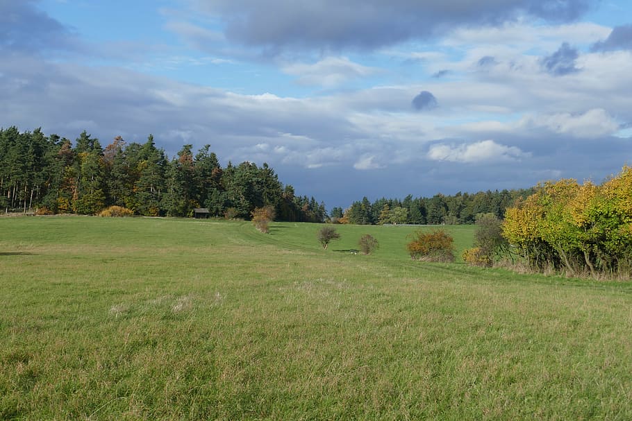 meadow, perspective, landscape, autumn, forest, deciduous trees HD wallpaper