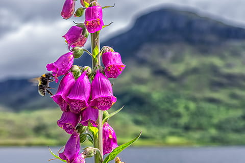 close-up photo of pink foxgloves, Plant, Thimble, Toxic, Nature HD wallpaper