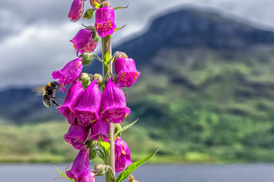 close-up photo of pink foxgloves, Plant, Thimble, Toxic, Nature HD wallpaper