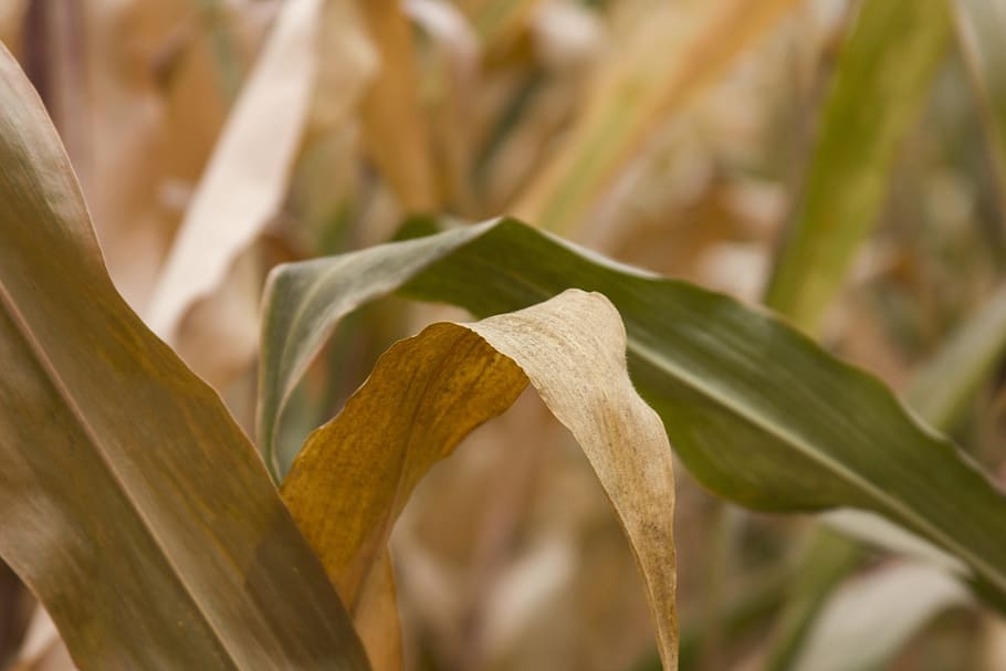 corn, yellow, orange, closeup, vetegarianskij, vegetables, autumn HD wallpaper
