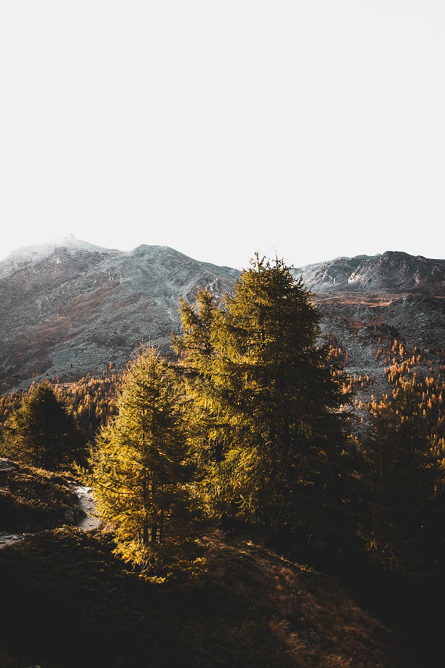 green trees during daytime, green leaf tress on mountain during daytime photography HD wallpaper