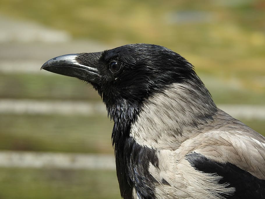 HD wallpaper: black and white crow, head, bill, bird, animal, raven, raven  bird | Wallpaper Flare