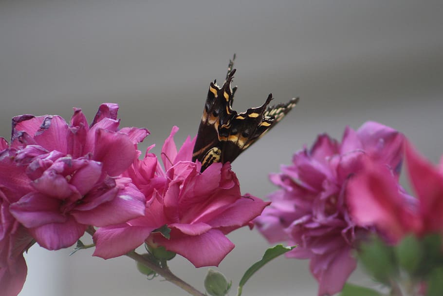 butterfly, flower, summer, flowering plant, insect, beauty in nature HD wallpaper