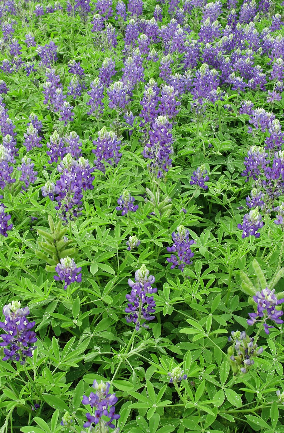 blue bonnets, field, spring, texas, nature, wildflower, meadow HD wallpaper