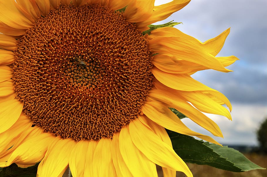 sunflower, handsomely, yellow, ukraine, beautiful, a yellow flower HD wallpaper