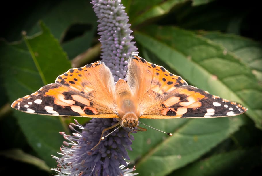 butterfly, insect, flower, macro, butterfly wings, plant, beauty in nature HD wallpaper
