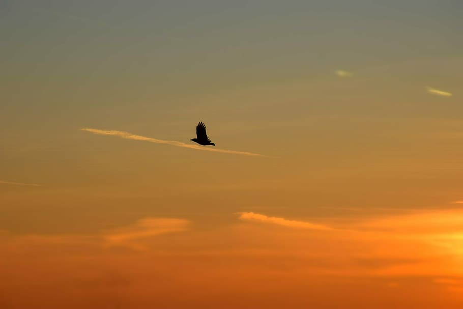 background, clouds, heaven, seagulls, sunset, nature, birds HD wallpaper