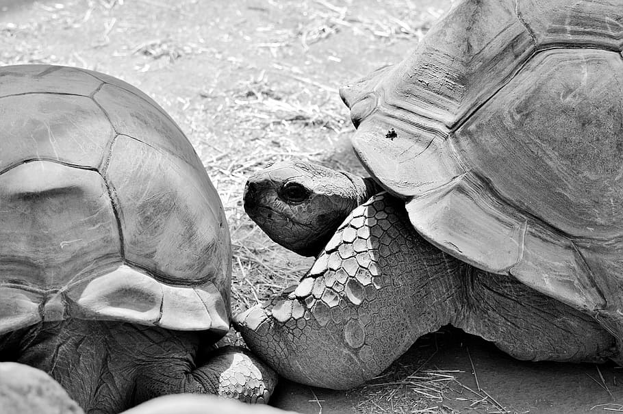 turtle, reptile, tortoise, tortoise shell, giant tortoise, zoo HD wallpaper