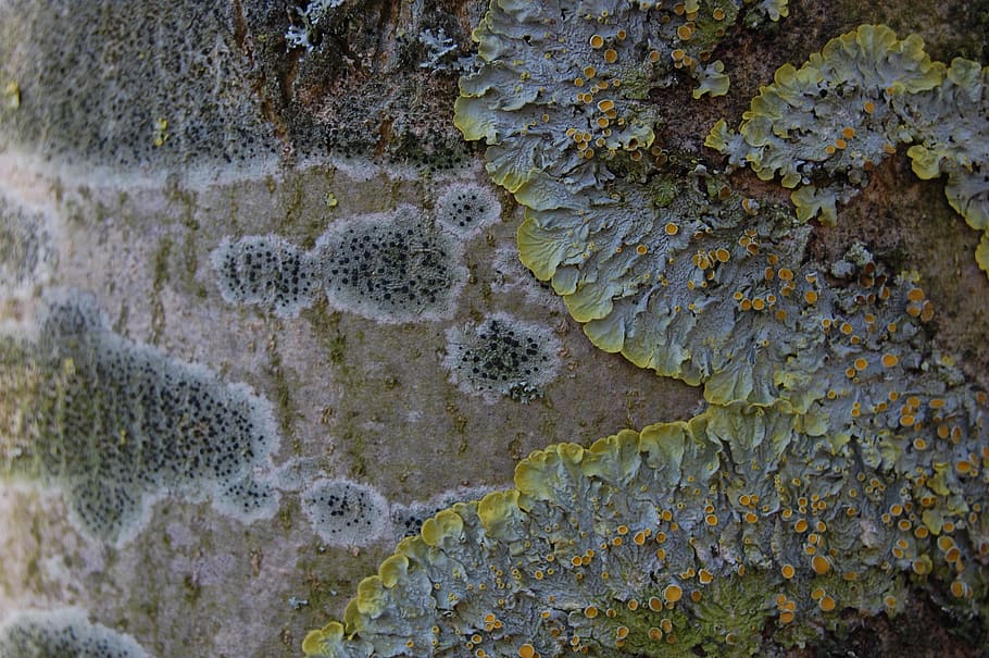 bark, lichen, foam, trunk, texture, material, no people, close-up HD wallpaper