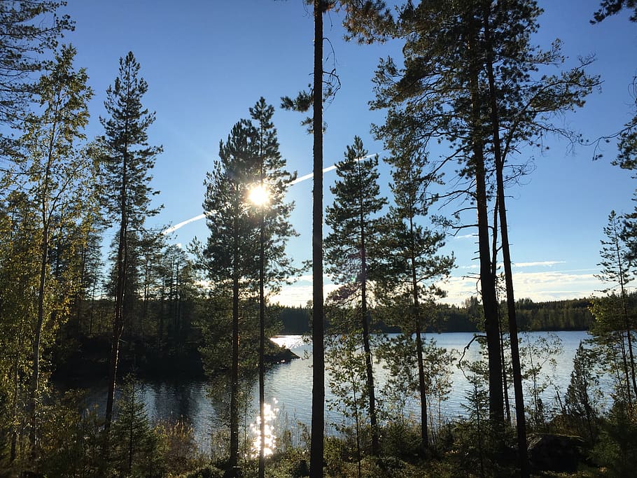 water, more, view, mirror, blue, nature, tree, finland, plant HD wallpaper