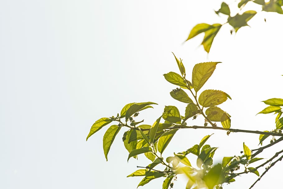 closeup photo of green leafed tree under white clouds, photo of green leaves during daytime HD wallpaper
