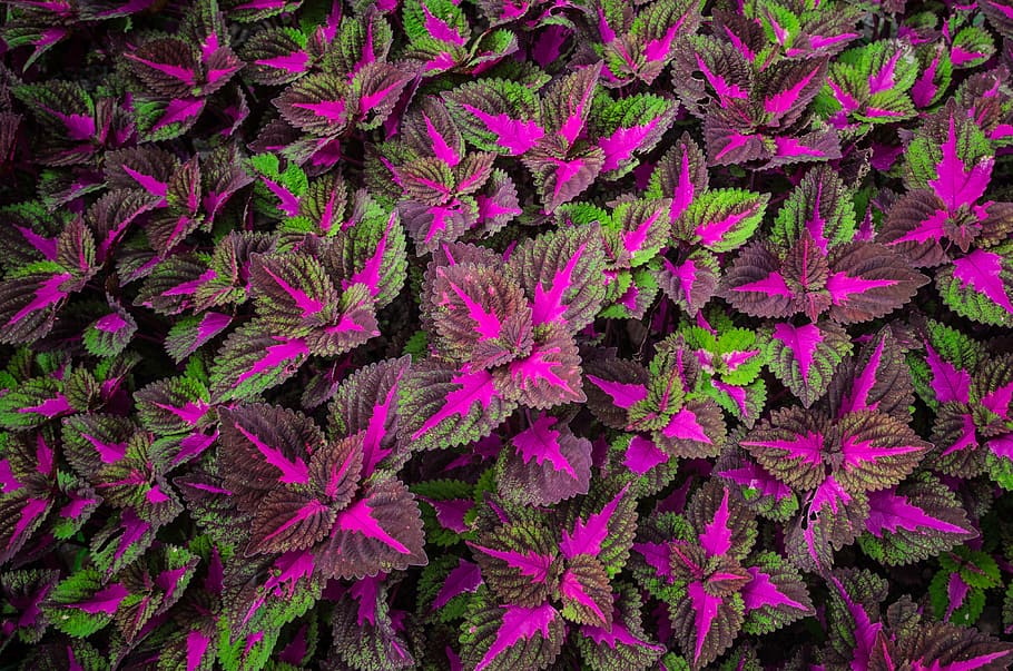 purple and green plant, leaf, violet, wallpaper, colorful, summer HD wallpaper