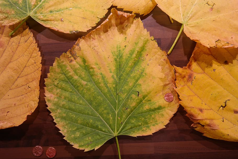 Mountain Elm, Elm Leaves, size comparison, cent, coin, coloring HD wallpaper