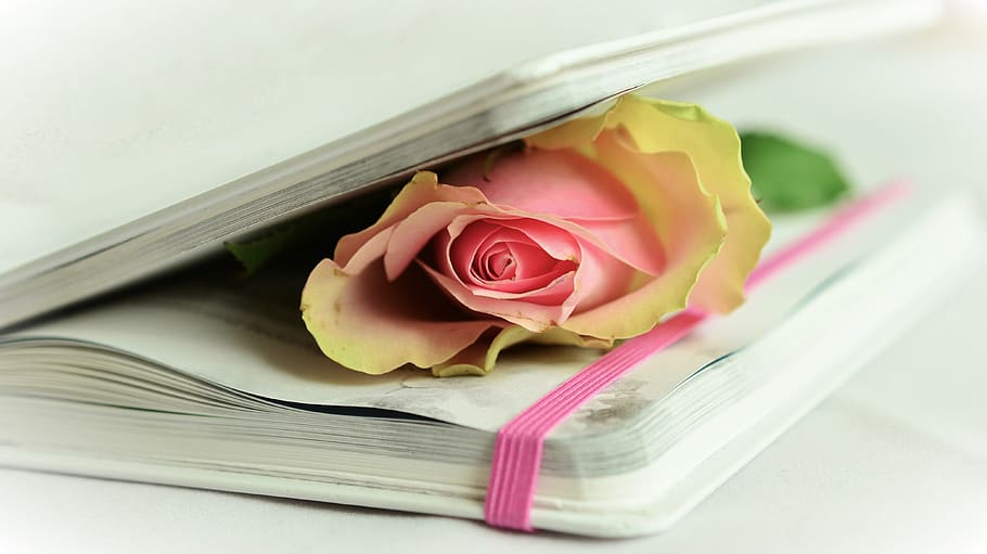 pink rose on book, poetry, white, tender, memory, romantic, close, HD wallpaper