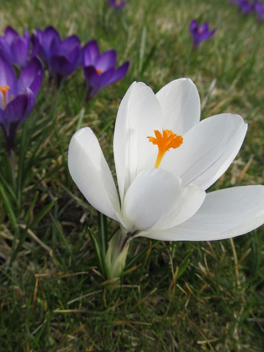 crocus, flower, detail, spring, czech republic, flowering plant HD wallpaper