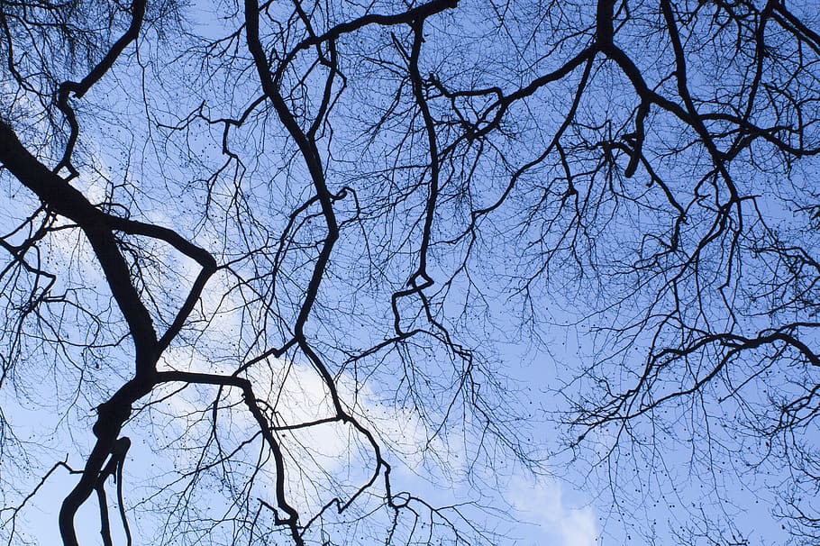 branch, tree, winter, branches, outdoors, sky, forest, bare tree HD wallpaper
