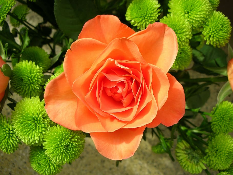 rose, orange, blossom, bloom, close, flower, flowering plant HD wallpaper