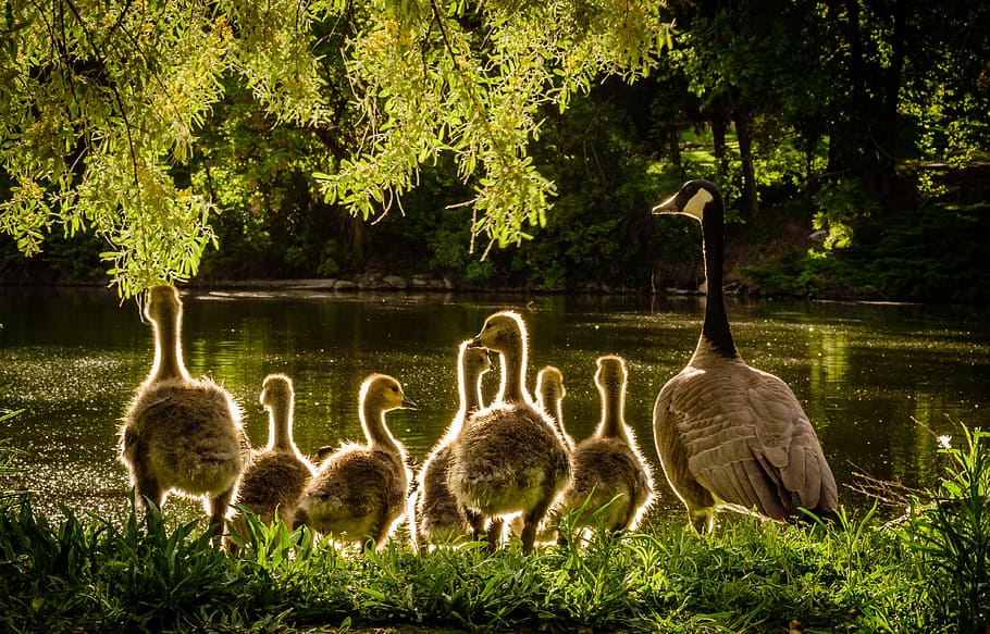 nature, water, garden, trees, animals, back light, beaks, close-up HD wallpaper