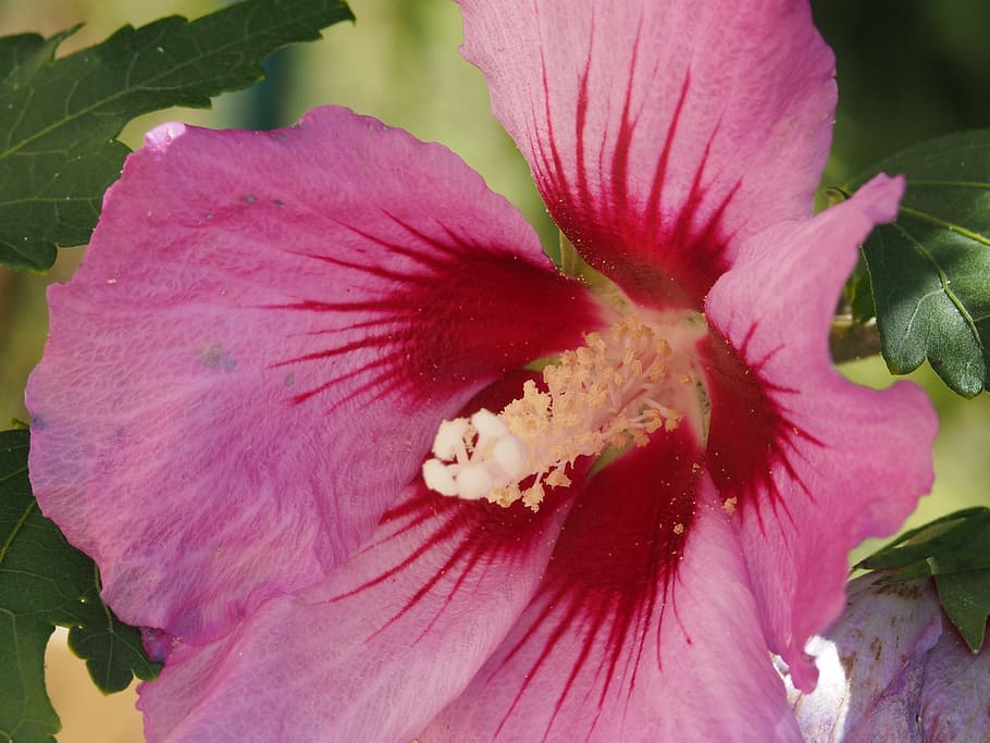 flower, nature, pink, petal, flowering plant, vulnerability HD wallpaper