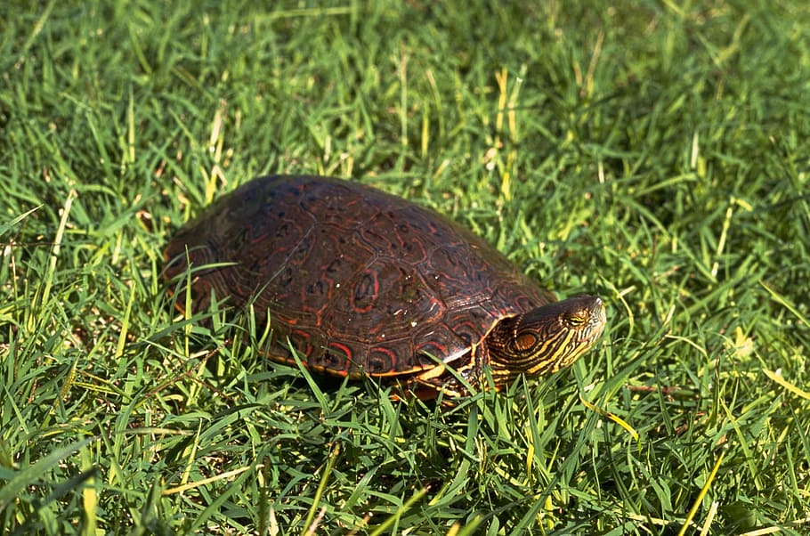 HD wallpaper: turtle, slider, bend, big, turtles, amphibians, reptiles