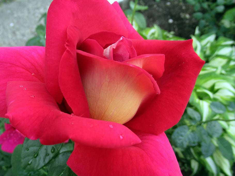 rose, garden, flower, plant, flowering plant, petal, freshness HD wallpaper