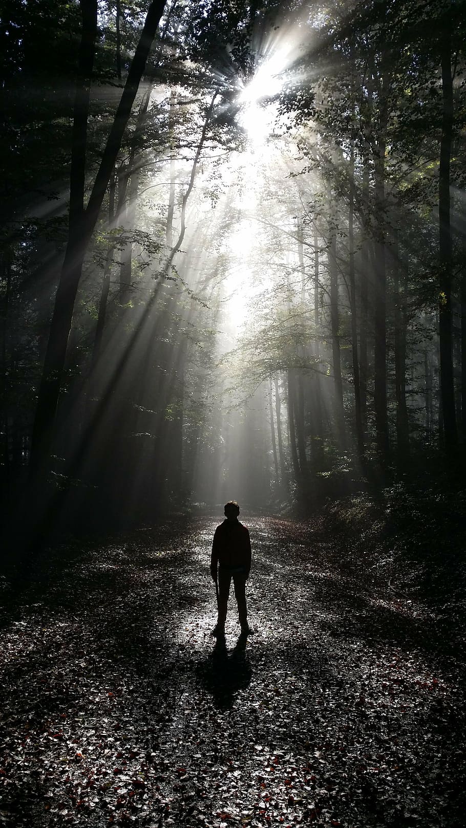 forest, fog, boy, forest path, tree, plant, land, real people HD wallpaper