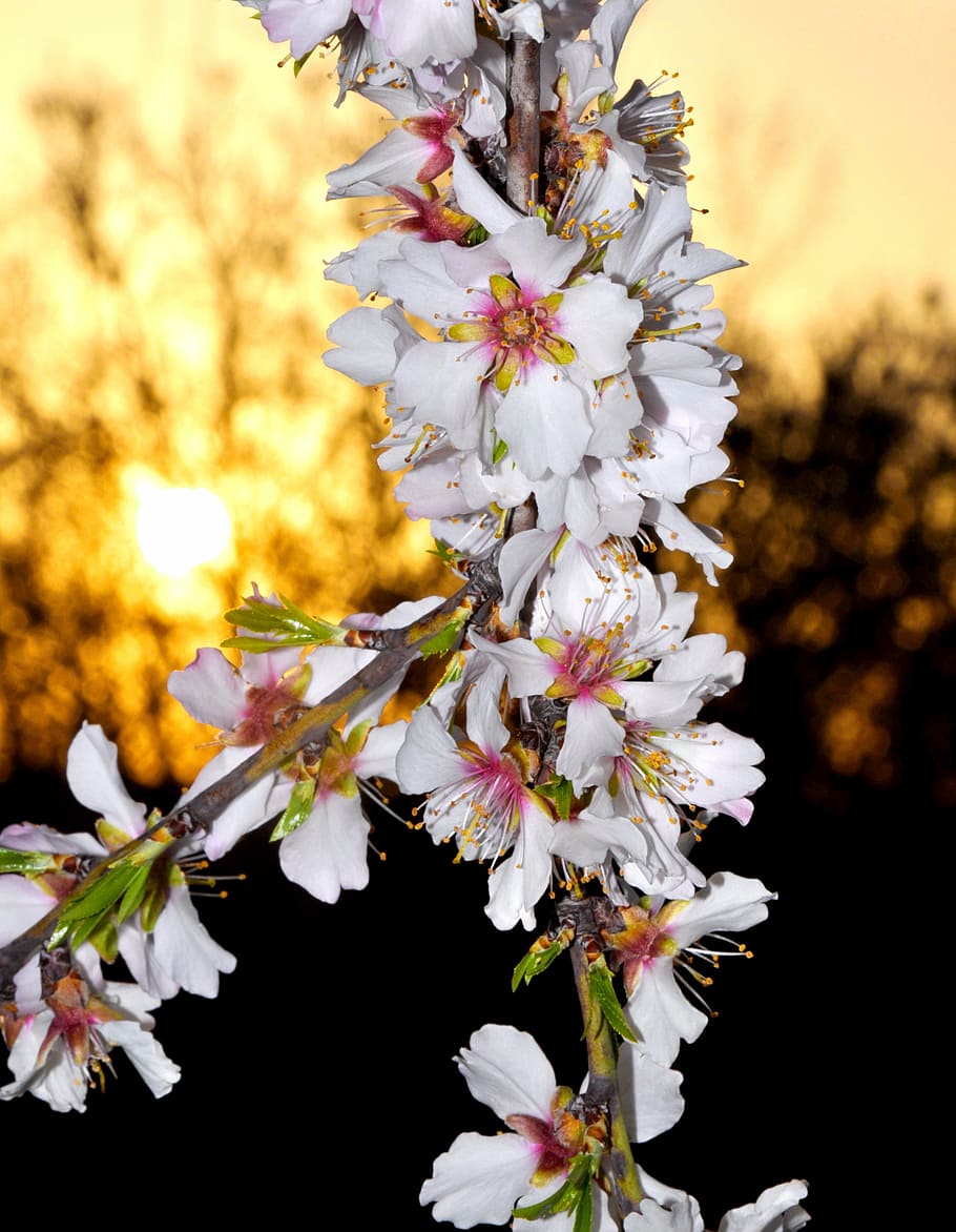 spring flowers, almond, white, flowering plant, fragility, growth HD wallpaper