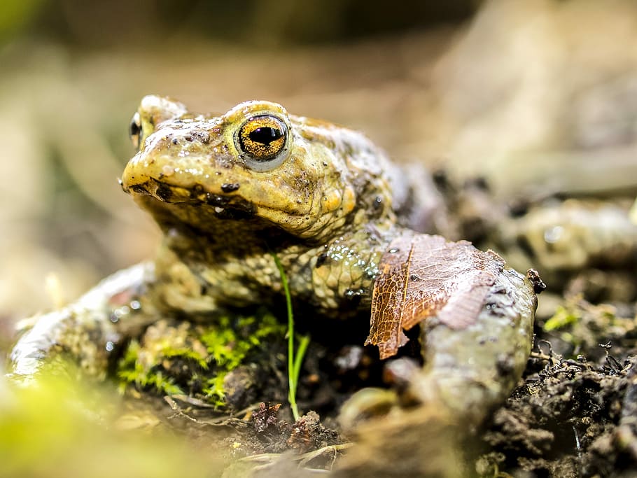 Common Toad, Amphibians, Nature, animal, one animal, animals in the wild HD wallpaper