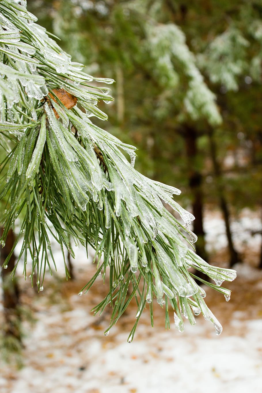 winter, forest, cold, tree, ice, plant, focus on foreground HD wallpaper