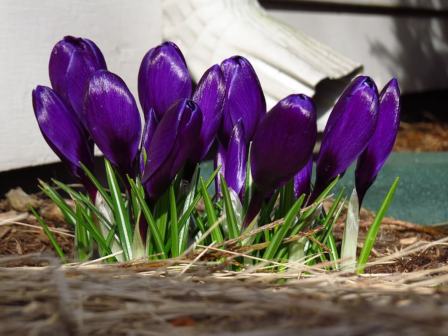 crocus, flowers, purple, violet, petals, blossoms, blooms, blooming HD wallpaper