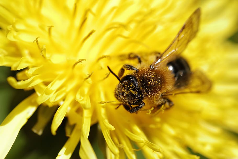Bee, Dandelion, Yellow, Foraging, Flower, nature, flora, one animal HD wallpaper