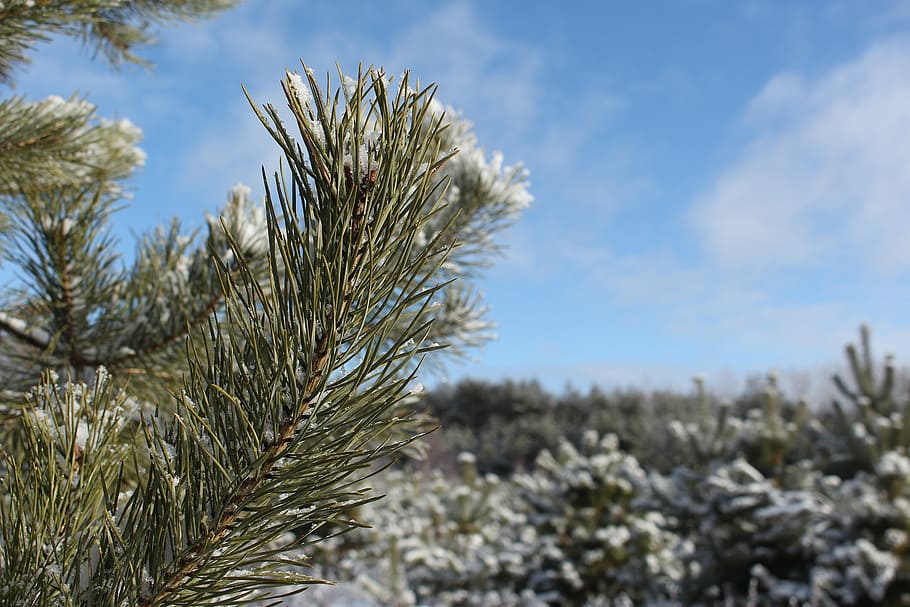 winter, forrest, snow, pine, woods, february, outdoors, scene HD wallpaper