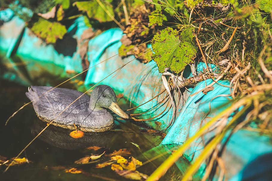 duck, pond, plastic, water, leaves, dirty, old, nature, bird HD wallpaper