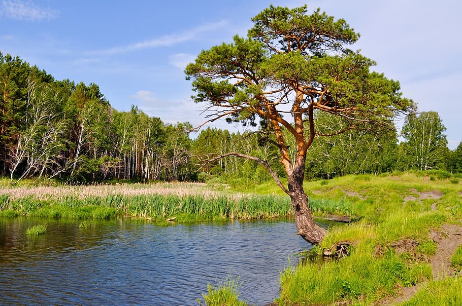 body of water beside green tree, pine, lake, forest, nature HD wallpaper