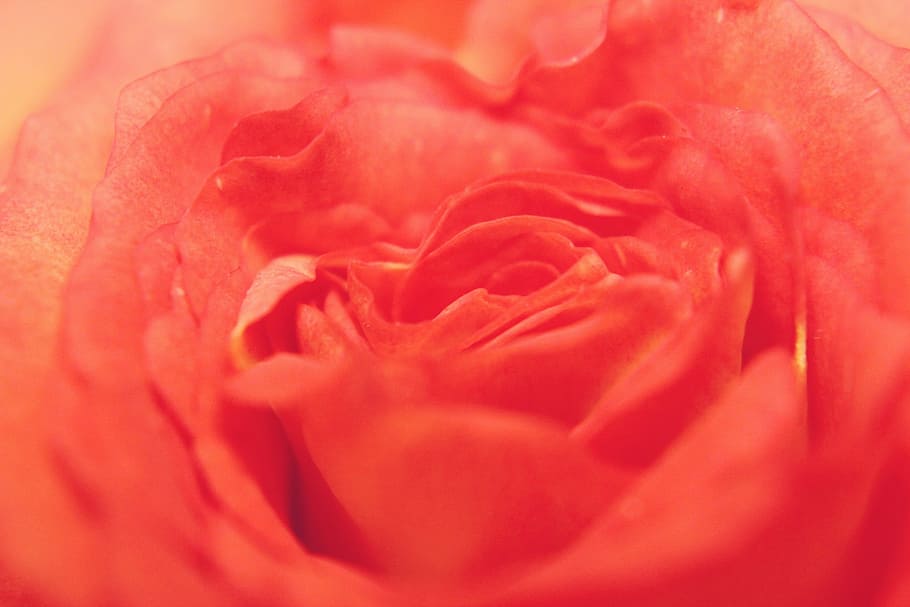 Flower, Red, Orange, Nature, rose, plants, rosa, pink flower HD wallpaper