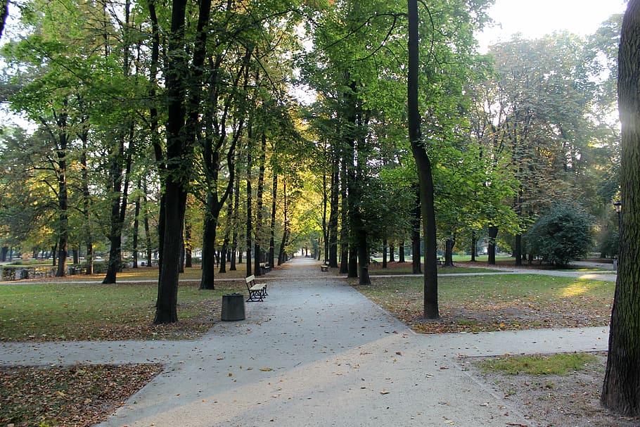 tree, park, garden, nature, season, landscape, forest, outdoor HD wallpaper